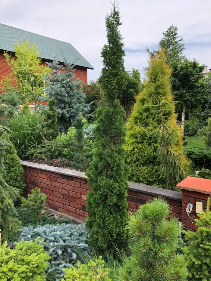 Черенок Thuja occidentalis Brobeсk's Tower