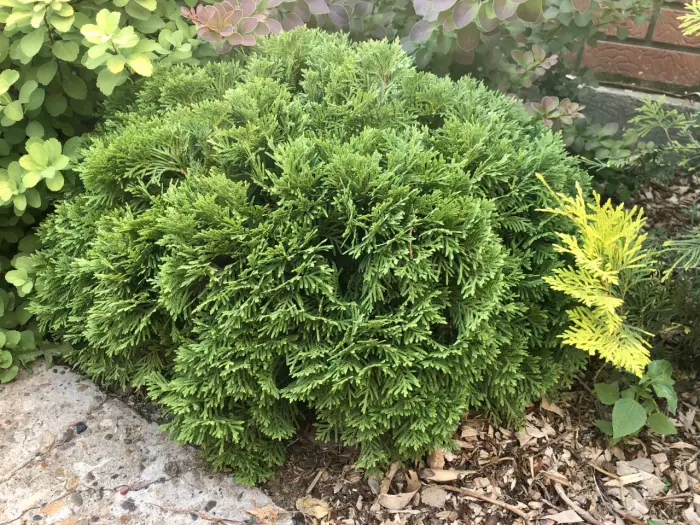 Черенок Thuja occidentalis Danica