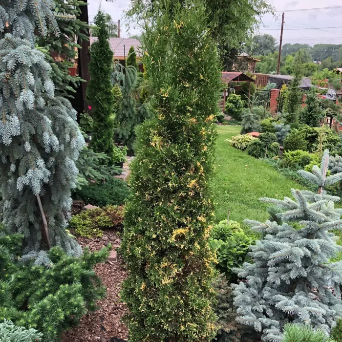 Черенок Thuja occidentalis Konfettii