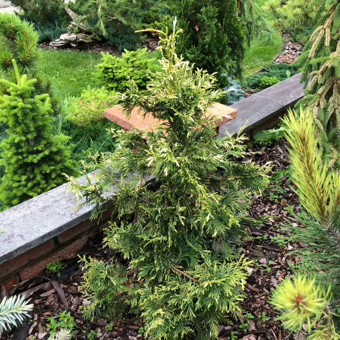 Черенок Thuja occidentalis Lindhult’s Gold