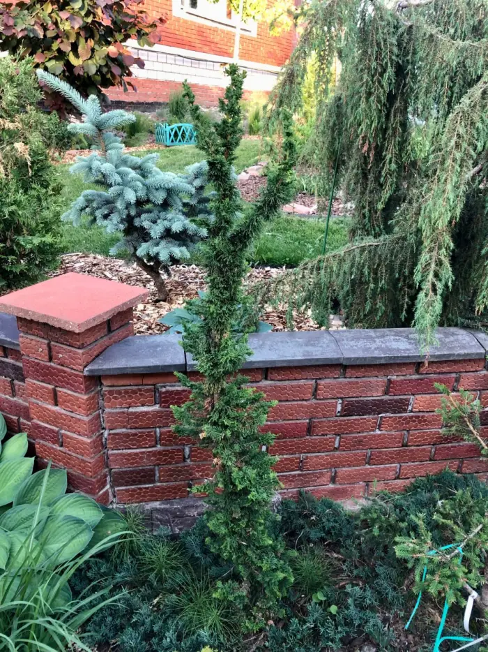 Черенок Thuja occidentalis Malonyana Holub