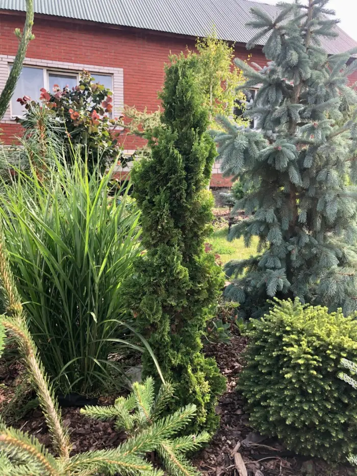 Черенок Thuja occidentalis Zmatlik
